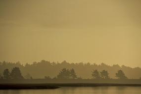 Water Tree Silhouette