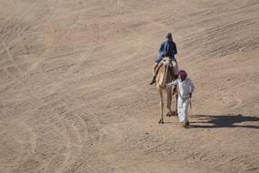 Camel Animal Desert