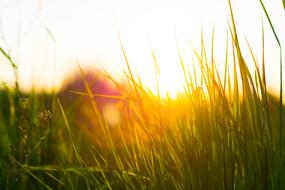 Grass Green Nature