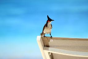 sbird on wooden board