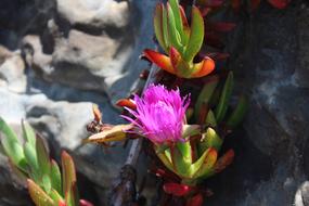 Pismo Beach California Usa