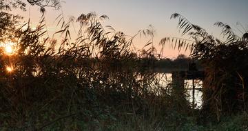 Nature Tree Dawn