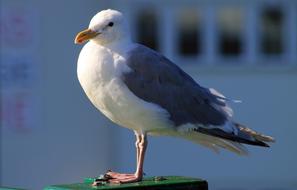 Seagull Bird Gull Sea