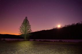 Tree and Night sky Moon