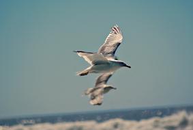 Seagull Gull Flying