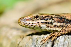 Lizard Macro picture