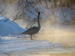 Wild Swan Whooper River