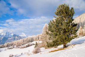 Snow Winter Nature