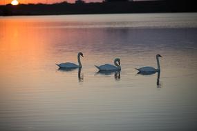 Water Bird Lake