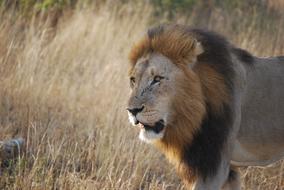 Lion South Africa Safari