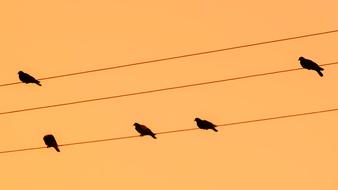 Birds Wire Pigeons