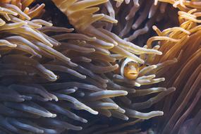 Anemones Tentacle Sea