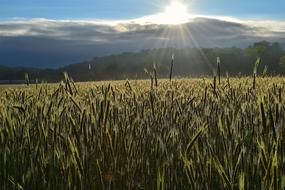 Field Sunrise Farm