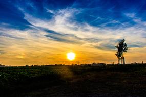 Sunset Sun Tree