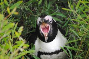 Penguin in South Africa Cape Town