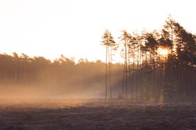 Forest Nature In The Morning