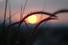 Grass reed at Sunset light