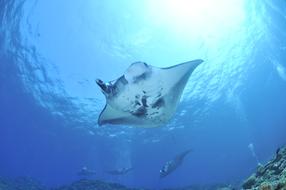 manta ray Sea