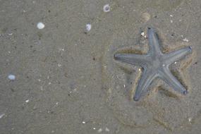 Starfish Beach Nature