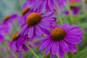 Flower Nature Plant