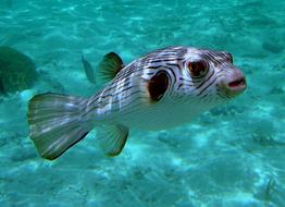 Narrow Lined Puffer Fish Saltwater