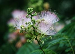 Flower Autumn Fall