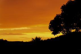 Sunset Night Trees