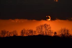 Sunset Tree Silhouette