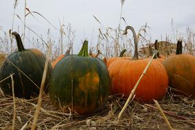 Halloween Pumpkin October