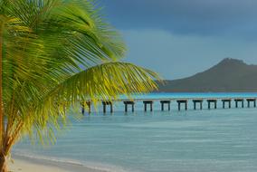 Tropical sand Beach Palm Tree