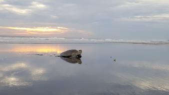 Turtle Ocean Sea