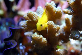 Fish Reef Coral