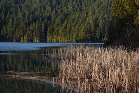 Lake reed and forest