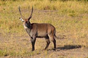 Waterbuck Uganda Antelope