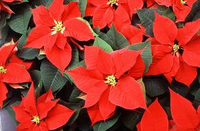 Poinsettia Flowers Red