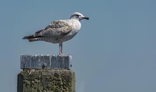 Bird Nature Sea
