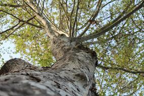 Tree Nature Wood