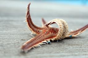 Starfish Dry Sea Animal