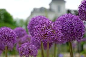 Flowers Purple Round