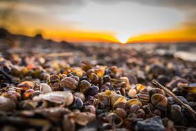 Beach Seashells Sunset