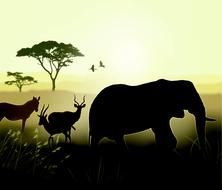 african elephant at dawn in savanna