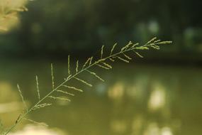 Nature Blur Tree