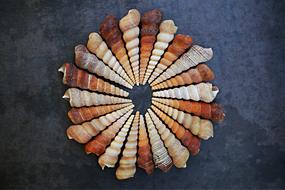 long spiral shells, whorls in circle at grey Background