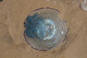 Jellyfish Blue Cyanea Lamarckii