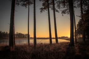 Sunset Trees Forest nature