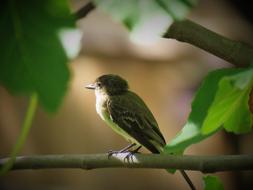 Bird Tiny Wildlife