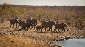 elephants family walking to water in wilderness, namibia, etosha