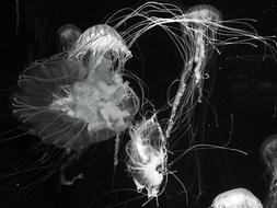 Jellyfish Ocean Underwater