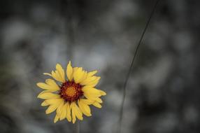 Plant Flower Romantic