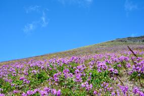 Nature Kackars Landscape
